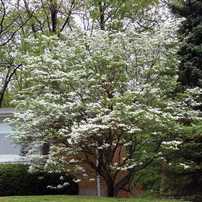 View full size image Photo of bloomed dogwood tree.