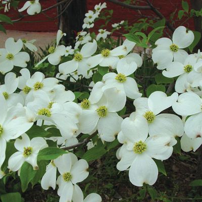 View full size image Photo of dogwood tree flowers.