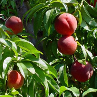 Photo of peaches in tree.