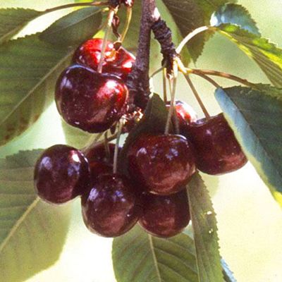 View full size image Photo of cherries on tree.