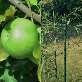 Photo collage of apple tree and tree stake.