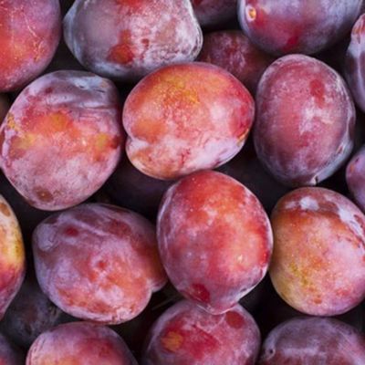 View full size image Photo of Burbank plums.