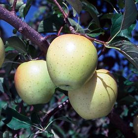 Photo of ultragold apples on tree.