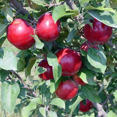 Royal Empire™ Apple Tree