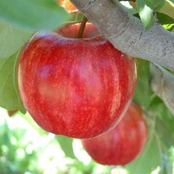 Starkrimson® Red Delicious Apple Tree - Stark Bro's