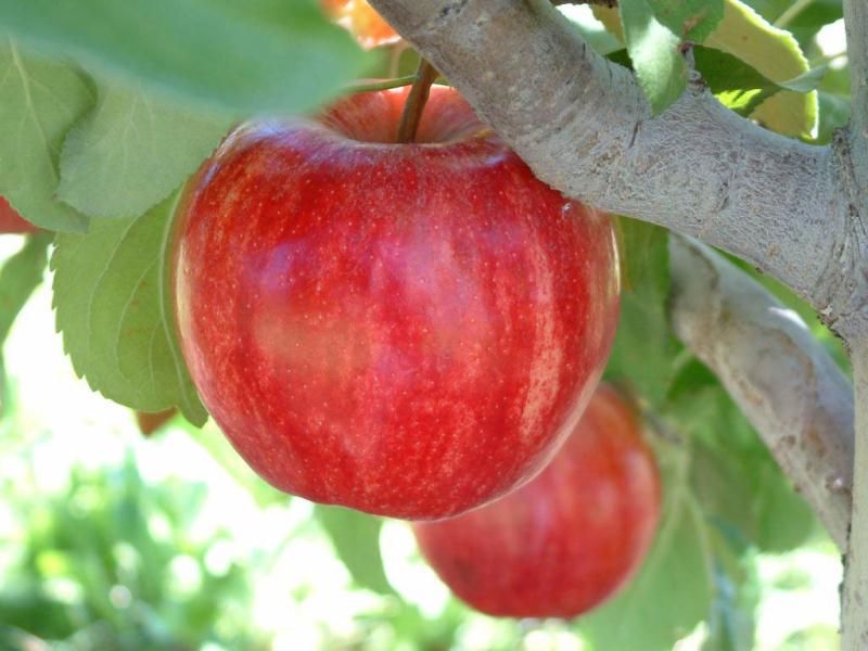 Fruit in Focus  Gala Apple - Fruit Salad Trees