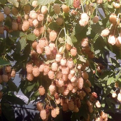 View full size image Snowbank White Blackberry bush