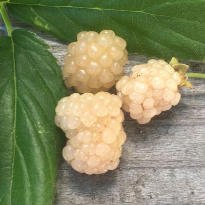 View full size image Snowbank White Blackberries
