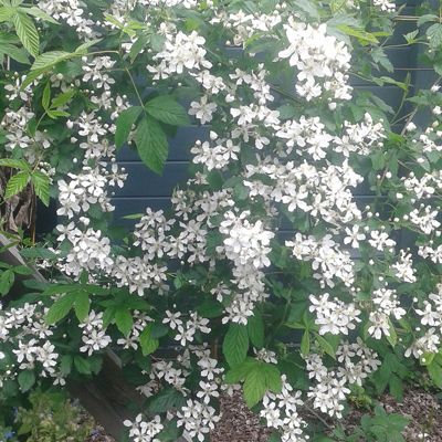 View full size image Snowbank White Blackberry in bloom with white flowers