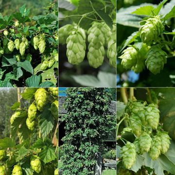 Photo collage of six hop varieties.