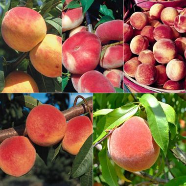 Photo collage of five peach tree varieties.