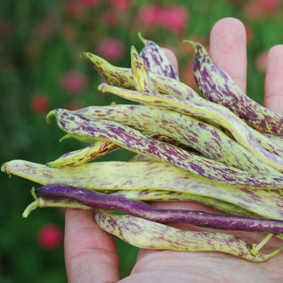 View full size image Photo of beans