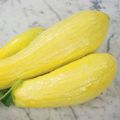 View full size image Photo of squash