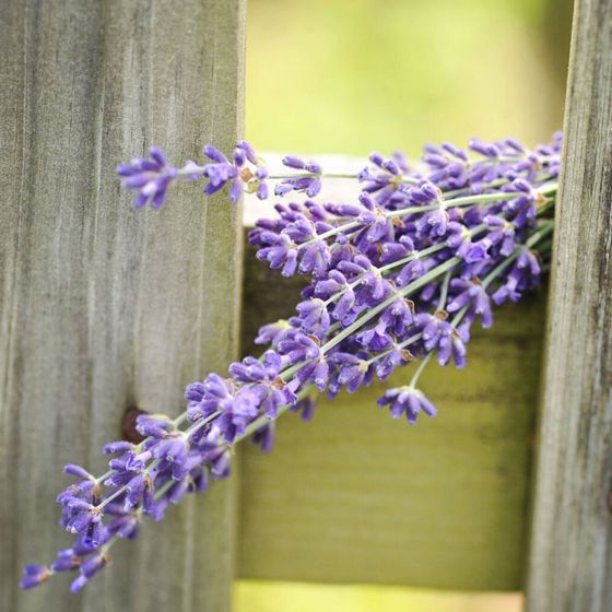 Photo of lavender