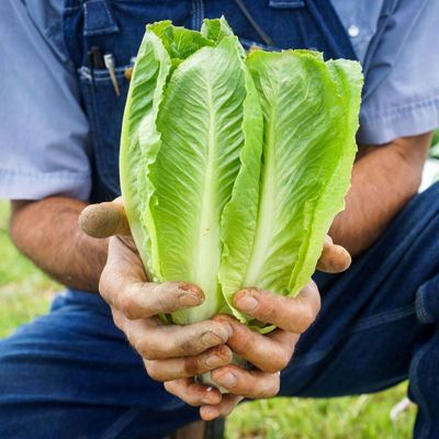 View full size image Photo of lettuce