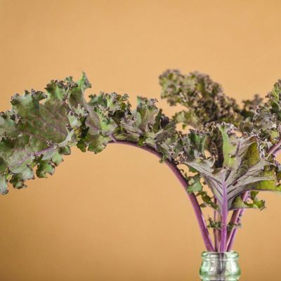 View full size image Photo of kale.
