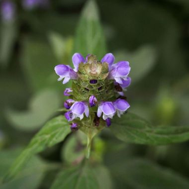 Photo of Self Heal plant.