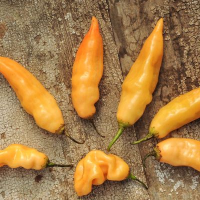 View full size image Photo of peppers.