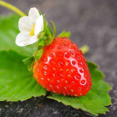 View full size image Photo of a strawberry.