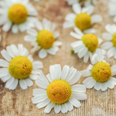 View full size image Photo of camomile.