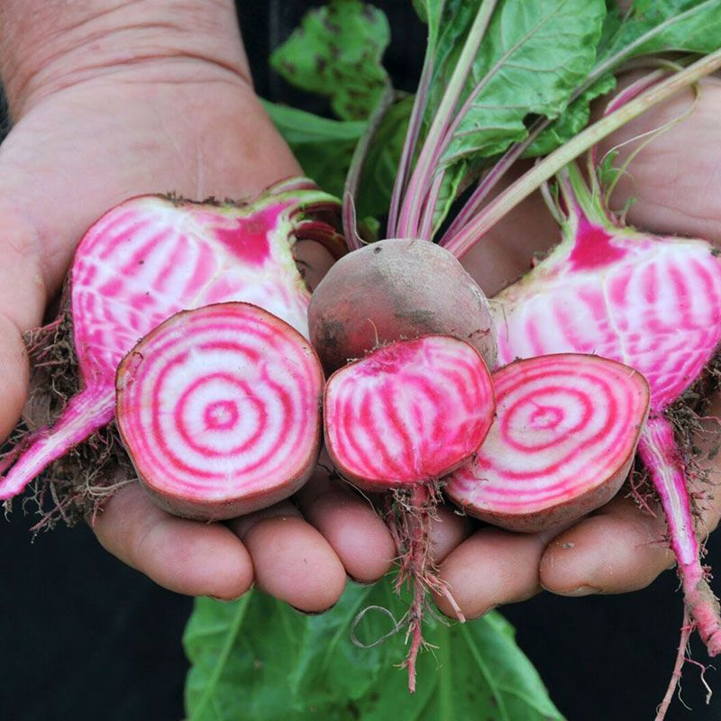 Свекла Chioggia