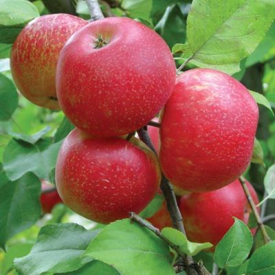 View full size image Photo of apples on an apple tree.