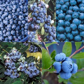 Photo collage of four blueberry plant varieties.