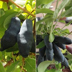 Photo collage of two honeyberry plant varieties.