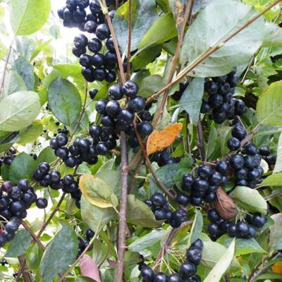 View full size image Photo of aronia berry plant.