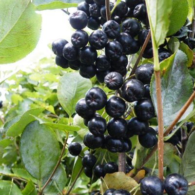 View full size image Photo of aronia berry plant.