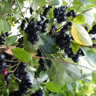 View full size image Photo of aronia berry plant.