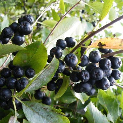 View full size image Photo of aronia berry plant.