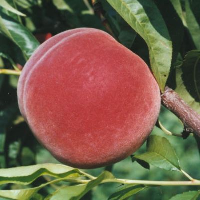 View full size image Photo of an Allstar peach on the tree.