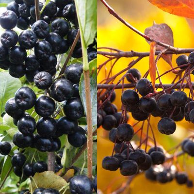 View full size image Photo collage of two aronia berry varieties.