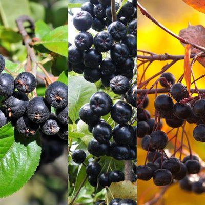 View full size image Photo collage of three aronia berry varieties.