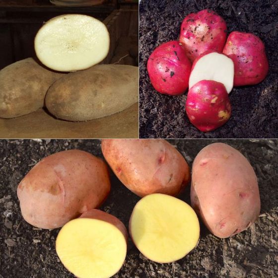 Photo collage of three potato varieties.