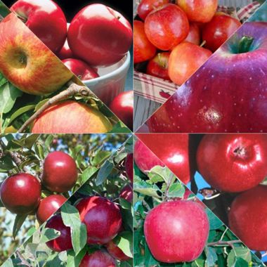 Photo collage of various apple trees and fruit.