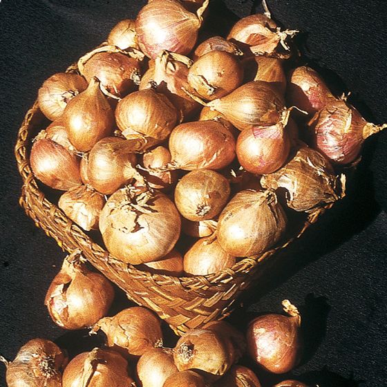 Photo of a basket of shallots.