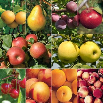 Photo collage of various fruit trees and fruit.