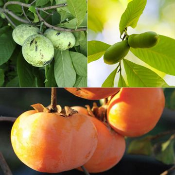 Photo collage of pawpaw and persimmon fruit trees.