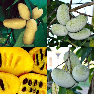 Photo of Perfect Pawpaw Tree Collection