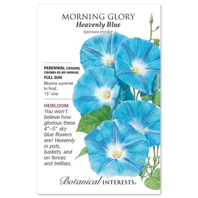 View full size image Heavenly Blue Morning Glory Seed