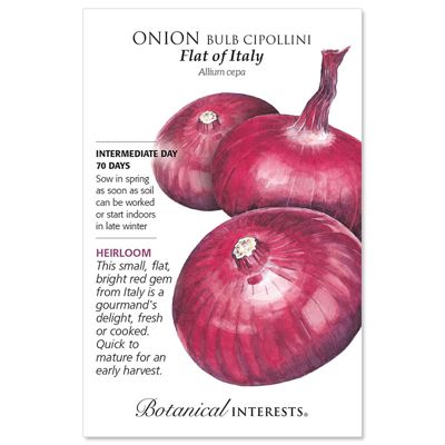 View full size image Flat of Italy Bulb Cipollini Onion Seed