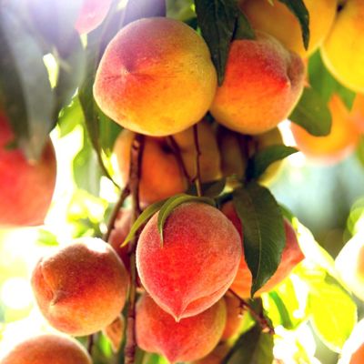 View full size image Suncrest Peaches on a tree
