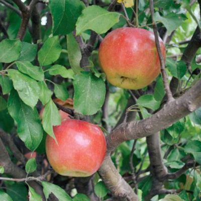 View full size image Ben Davis Apples growing on tree