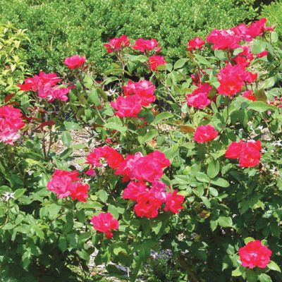 View full size image Photo of Knock Out® Rose