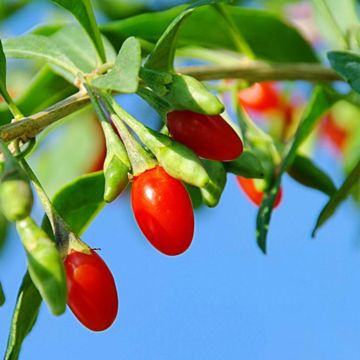 Vermilion Sunset® Goji Berry Plant