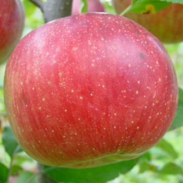 Photo of Fireside Apple Tree