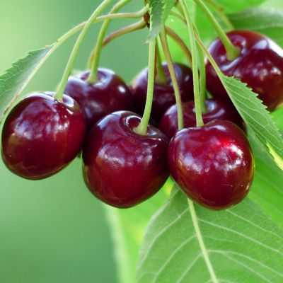 View full size image Bing Sweet Cherries ripening
