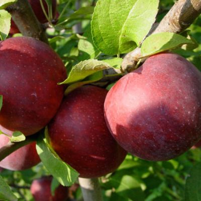 View full size image Photo of Empire Apple Tree